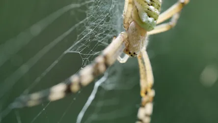 Wasp Spider © Angelino Desmet