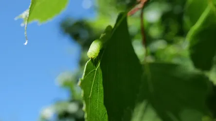 Photo of a caterpillar.