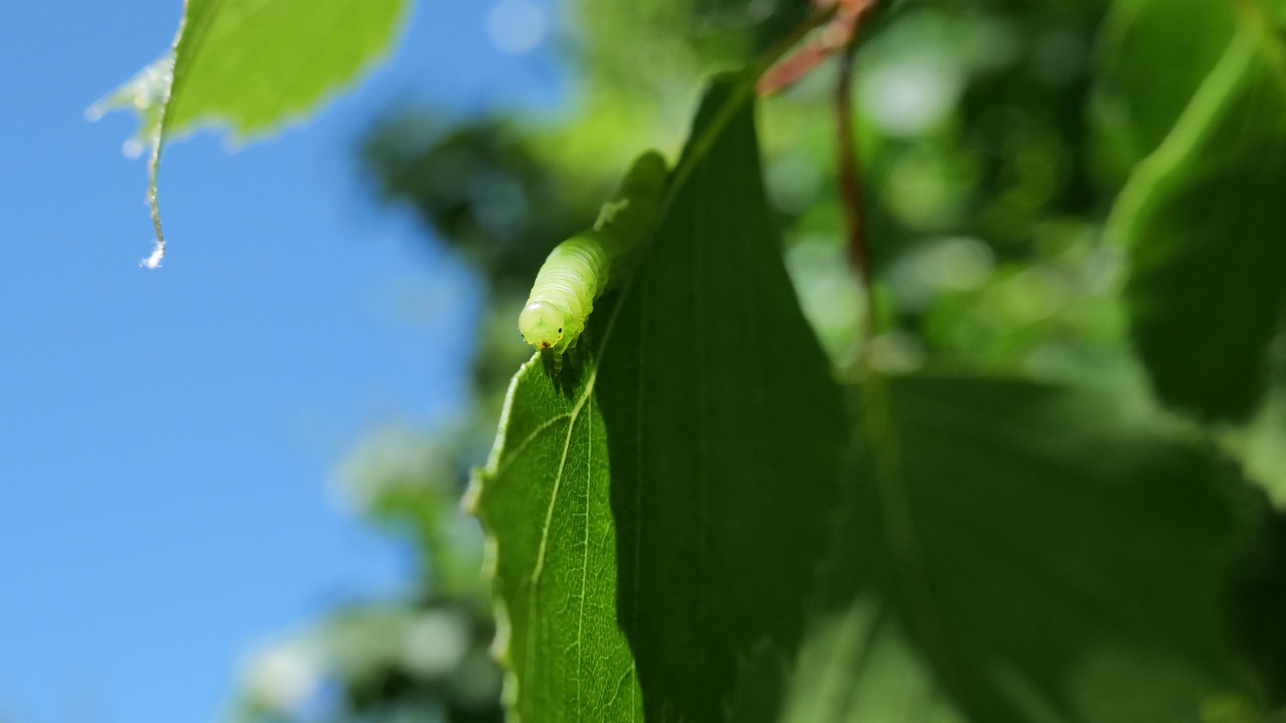 Photo of a caterpillar.