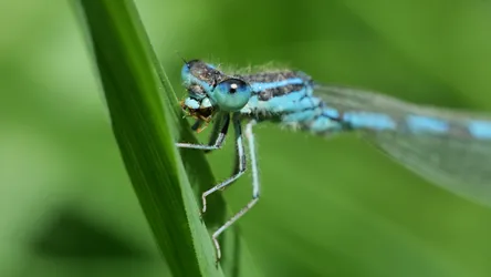 Macro photo of an Dainty damselfly perched on a reed.
