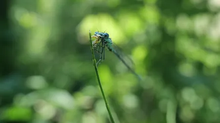 Close-up photo of an Dainty damselfly that's eating a bug; perched on the top of a reed.